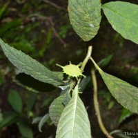 Dorstenia indica Wight